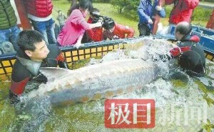 十年之約！退捕漁民與曾救下的中華鱘“厚福”北京重逢 見證長江生態蝶變