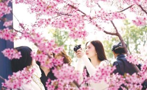 香港游客盛贊湖北：櫻花浪漫科技新，鄂港文旅合作迎新機(jī)