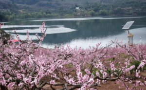 春日限定浪漫！龍泉驛第40屆桃花薈啟幕，日賞桃花夜觀燈會(huì)正當(dāng)時(shí)