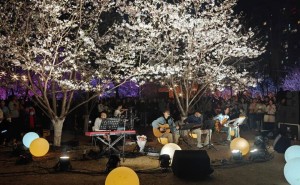 風(fēng)雅西北湖春日啟幕！櫻花與藝術(shù)交融，江漢免費(fèi)活動(dòng)邀你共赴浪漫之約